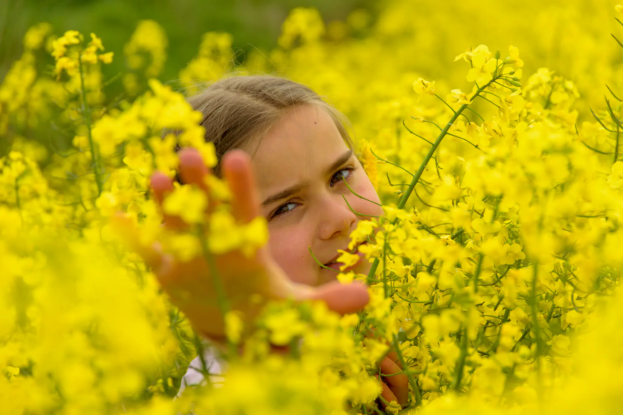 Children Photography Harrogate - young girl outdoor in a field of yellow flowers with shallow depth of field